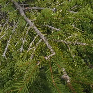 Хвойные опилки оптом в Череповце купить - оперативная доставка по всей России