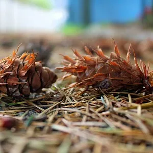 Хвойные опилки оптом в Череповце от завода-производителя Лигнум Ресурс