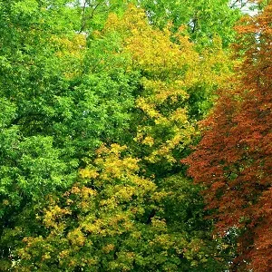 Лиственные опилки оптом в Череповце купить - оперативная доставка по всей России