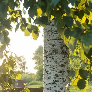 Опилки березовые оптом в Череповце купить - оперативная доставка по всей России