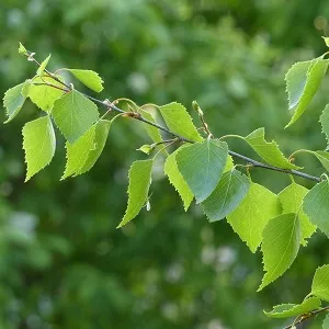 Опилки березовые оптом в Череповце от завода-производителя Лигнум Ресурс