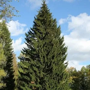 Еловые опилки оптом в Череповце купить - оперативная доставка по всей России