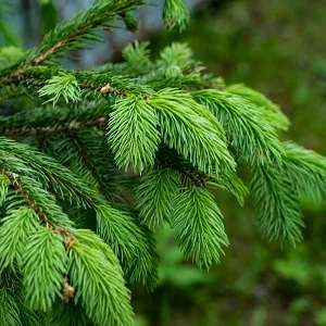 Еловые опилки оптом в Череповце от завода-производителя Лигнум Ресурс