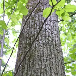 Опилки липовые оптом в Череповце купить - оперативная доставка по всей России