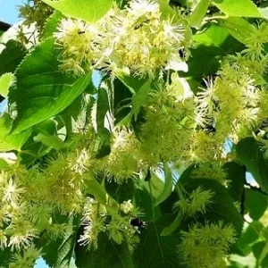 Опилки липовые оптом в Череповце от завода-производителя Лигнум Ресурс