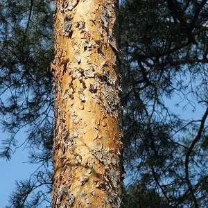 Сосновые опилки оптом в Череповце купить - оперативная доставка по всей России