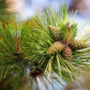 Сосновые опилки оптом в Череповце от завода-производителя Лигнум Ресурс