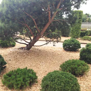 Хвойная щепа оптом в Череповце купить - оперативная доставка по всей России